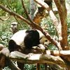 San Diego Zoo Panda Bites Zoo Keeper